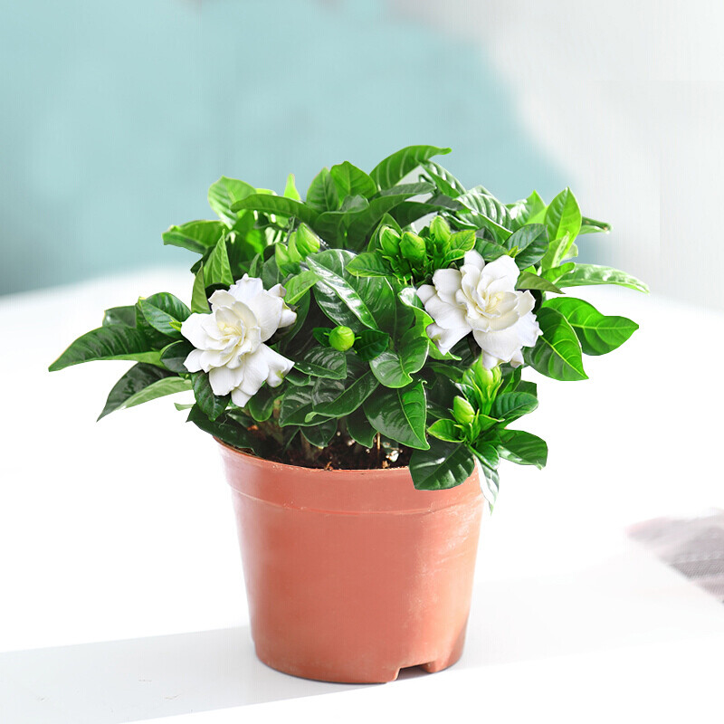 香葶苑栀子花盆栽花卉植物室内带花苞阳台花卉绿植浓香型树苗四季好养