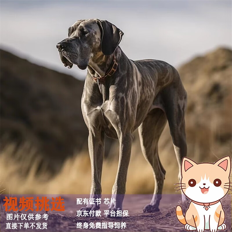 梦茜儿大丹犬活体幼犬美系德系巨型大丹犬金丹黑丹花丹犬蓝丹犬宠物幼