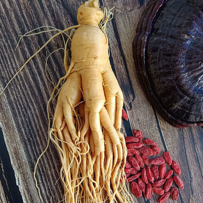 【推荐】长白山人参野山参批发新鲜泡酒的药材贈灵芝鹿鞭鹿茸 43年老