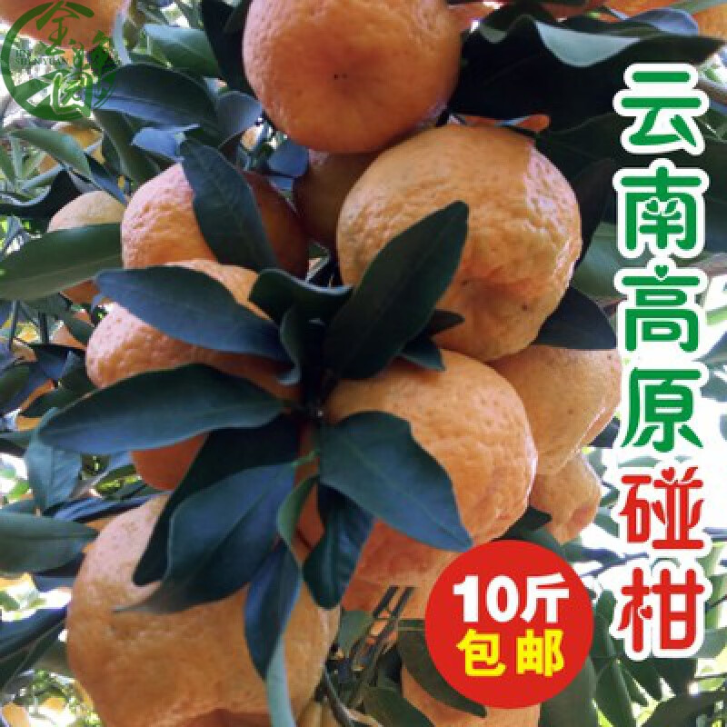 云南现摘农家碰柑丑橘桔子当季水果 丑桔柑橘带箱10斤大果 大果 5斤