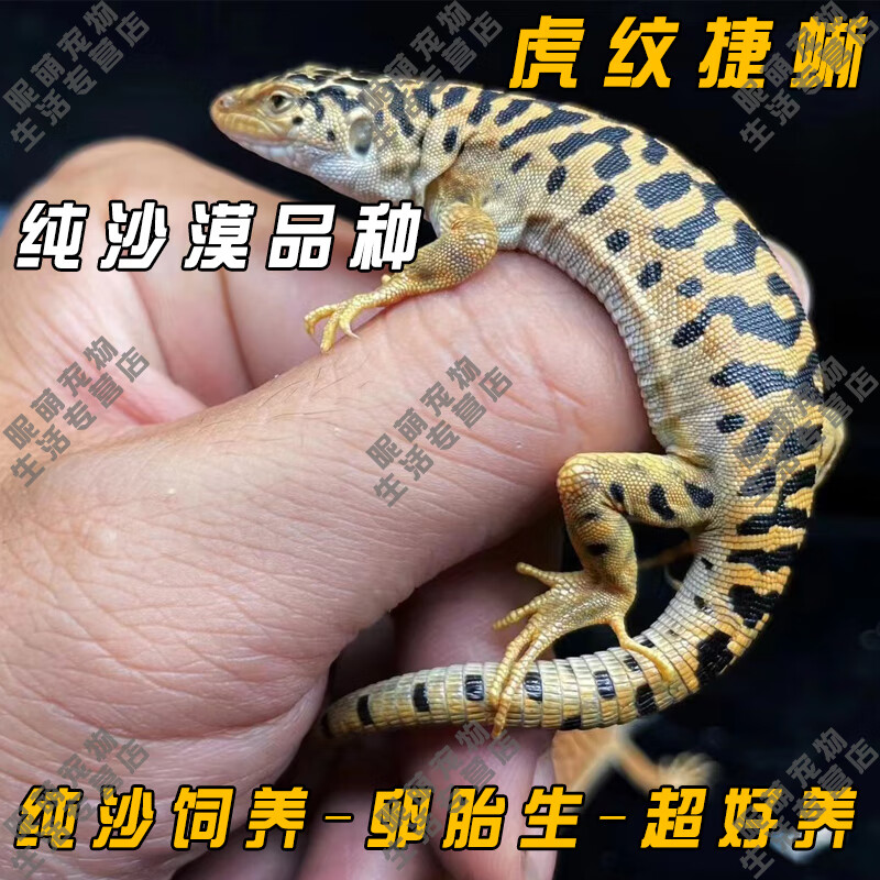蜥蜴活体爬宠肥尾石龙子鬃狮蜥十字岭树蜥蓝舌 虎纹捷蜥(新手推荐)
