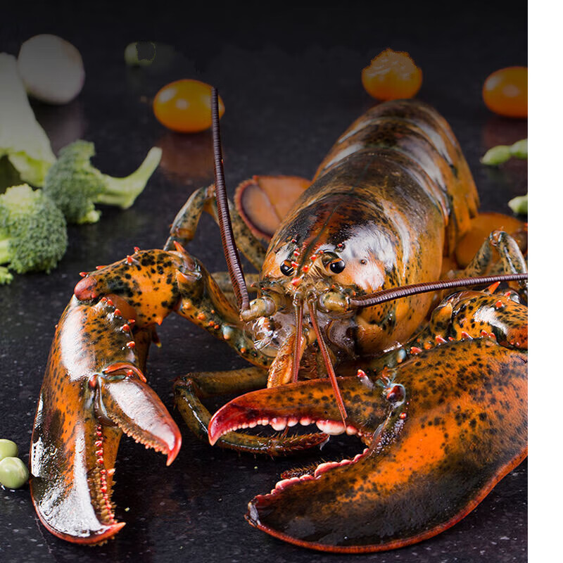 涉鲜者【保鲜到家】海鲜水产保鲜波士顿大龙虾新鲜澳龙特大澳洲龙虾