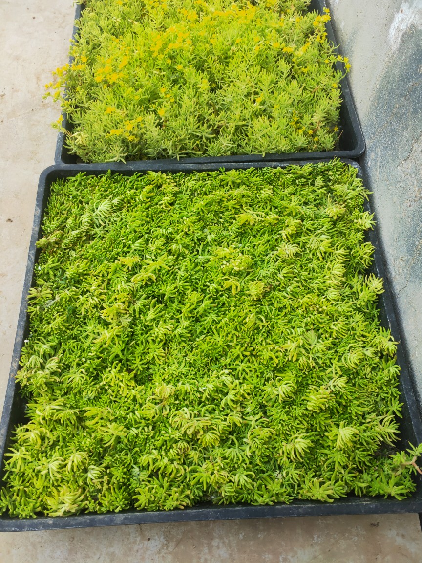 薄雪万年草中华景天黄金佛甲草垂盆草四季常青屋顶绿化苗多肉植物