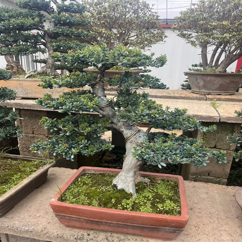 花嫁衣珍珠罗汉松盆景罗汉松盆栽庭院别墅盆景 1号珍珠罗汉松 含盆