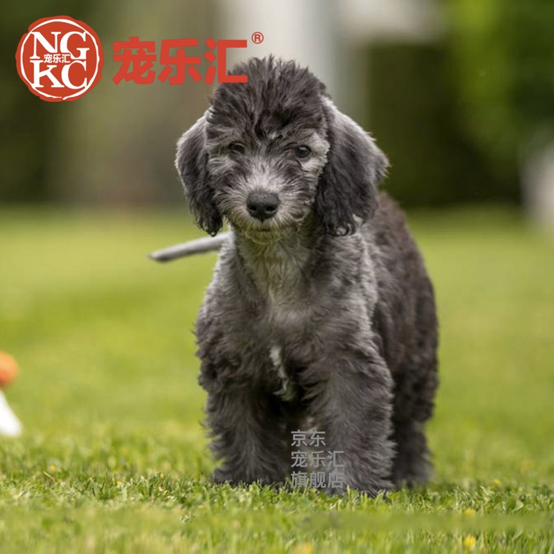 宠乐汇 贝灵顿幼犬活体宠物狗狗活体狗狗 公母视频挑选纯种血统ngkc