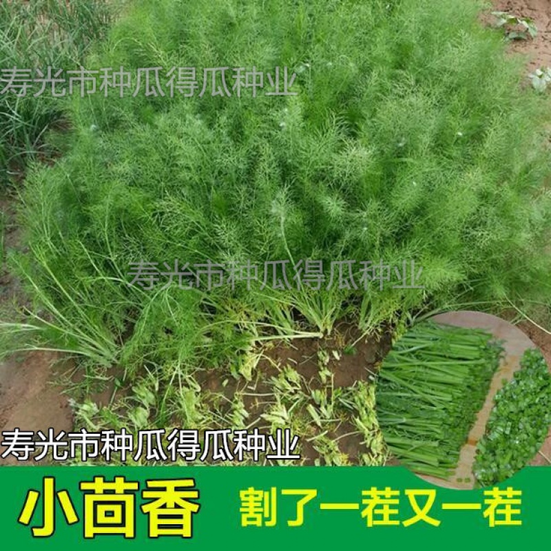 割茬小茴香种子 香菜调料品春夏秋四季播阳台庭院盆栽蔬菜种子 30克约