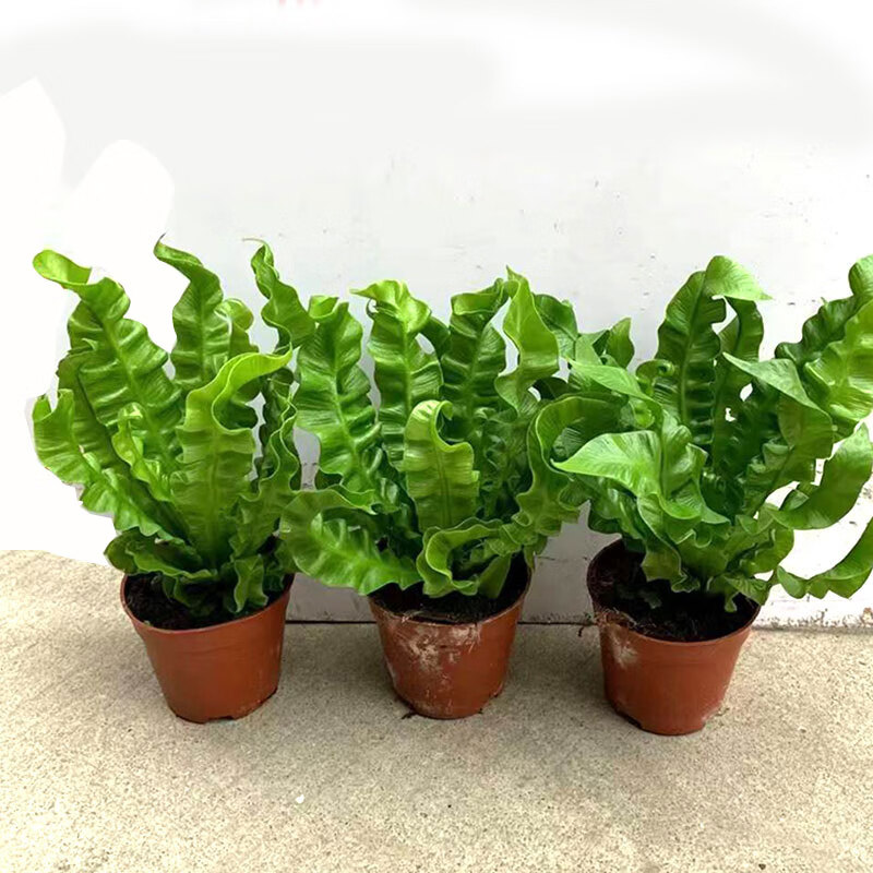 火焰鸟巢蕨盆栽室内观叶绿植办公桌摆吸甲醛耐阴净化空气四季常青