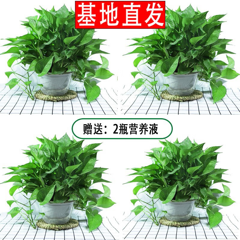 繽賢綠蘿盆栽室內辦公室植物大葉吊蘭花卉綠植綠籮盆景吸水盆懶人 180#透明吸水盆綠蘿四盆+2液