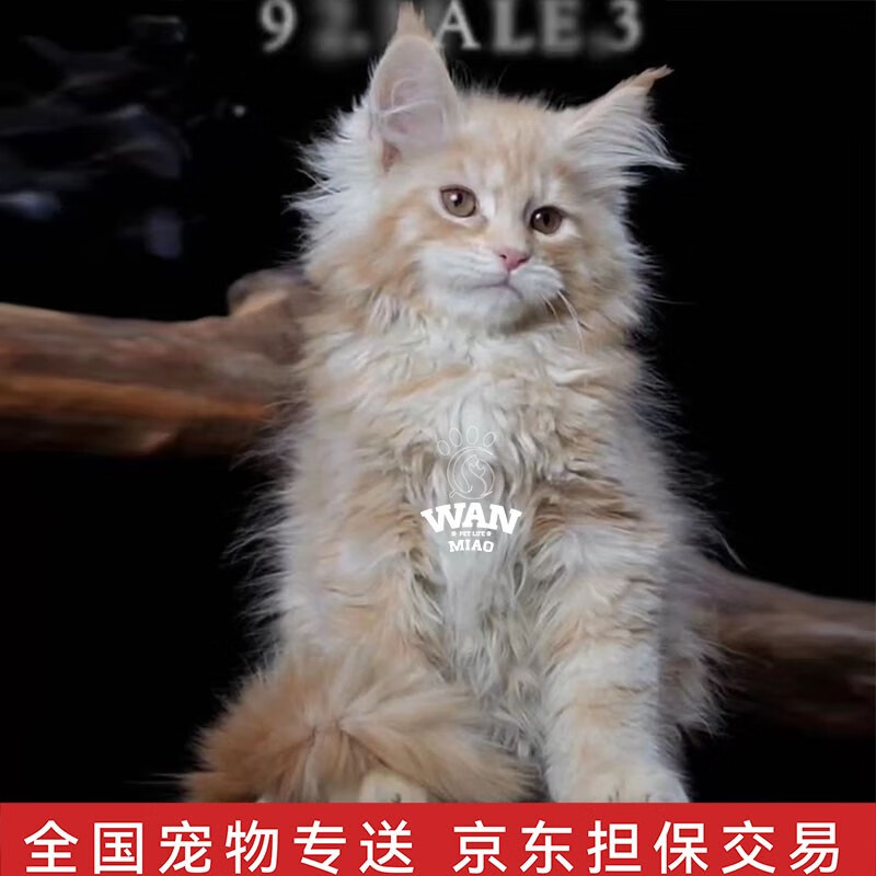 有什么软件可以看猫咪活体历史价格|猫咪活体价格比较