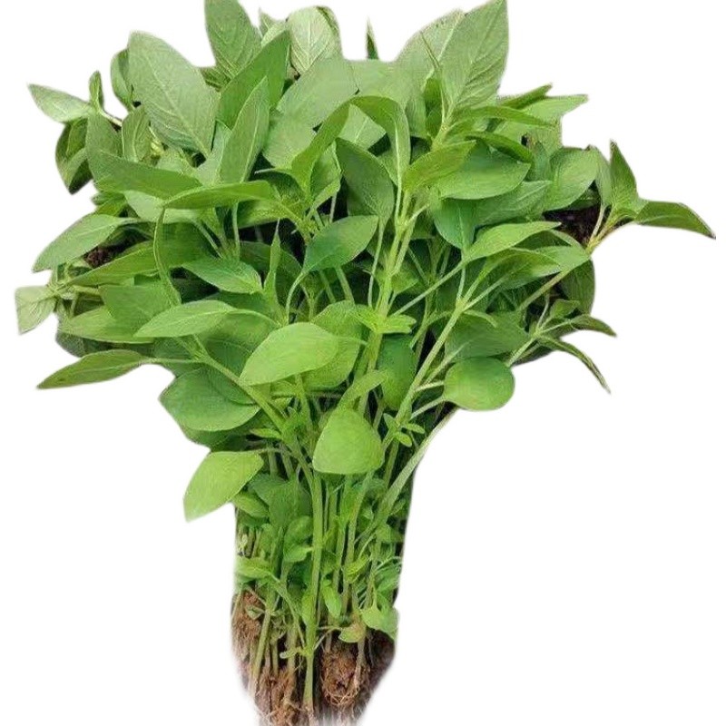 良邻和优荆芥菜 大叶荆芥 茎芥菜 500克 【1斤】