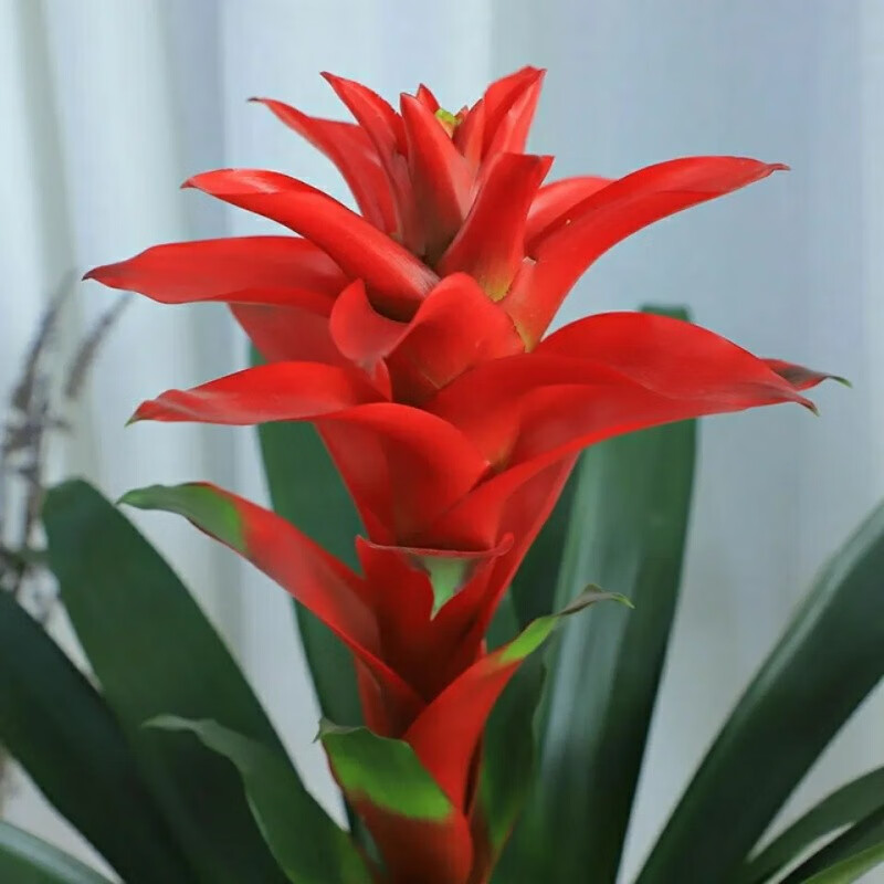 素蜜鸿运当头客厅室内桌面绿植 泓运当头带花