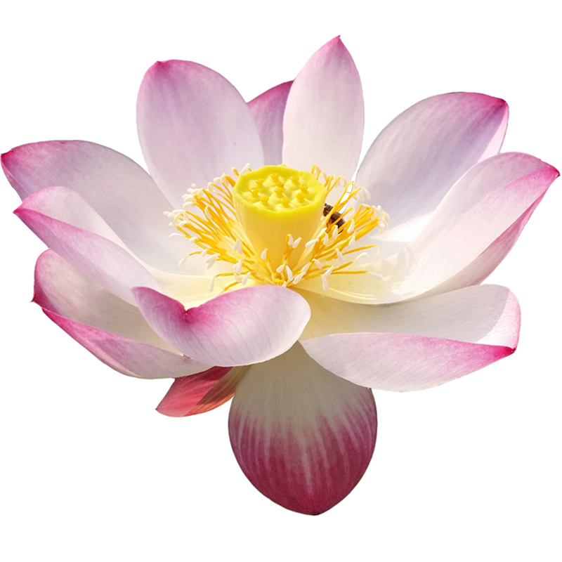 碗莲种藕荷花苗裸根块成品带苞发货室内阳台盆栽水培植物 粉红-小铃纤