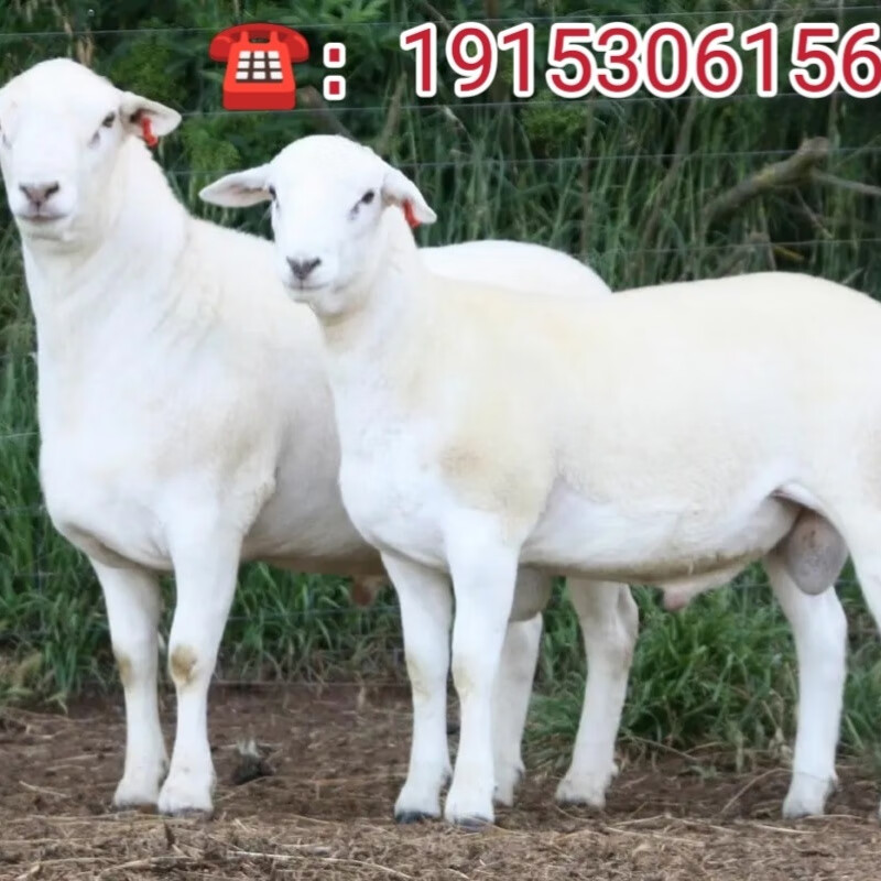 澳洲白绵羊活体杜寒杂交羊湖羊