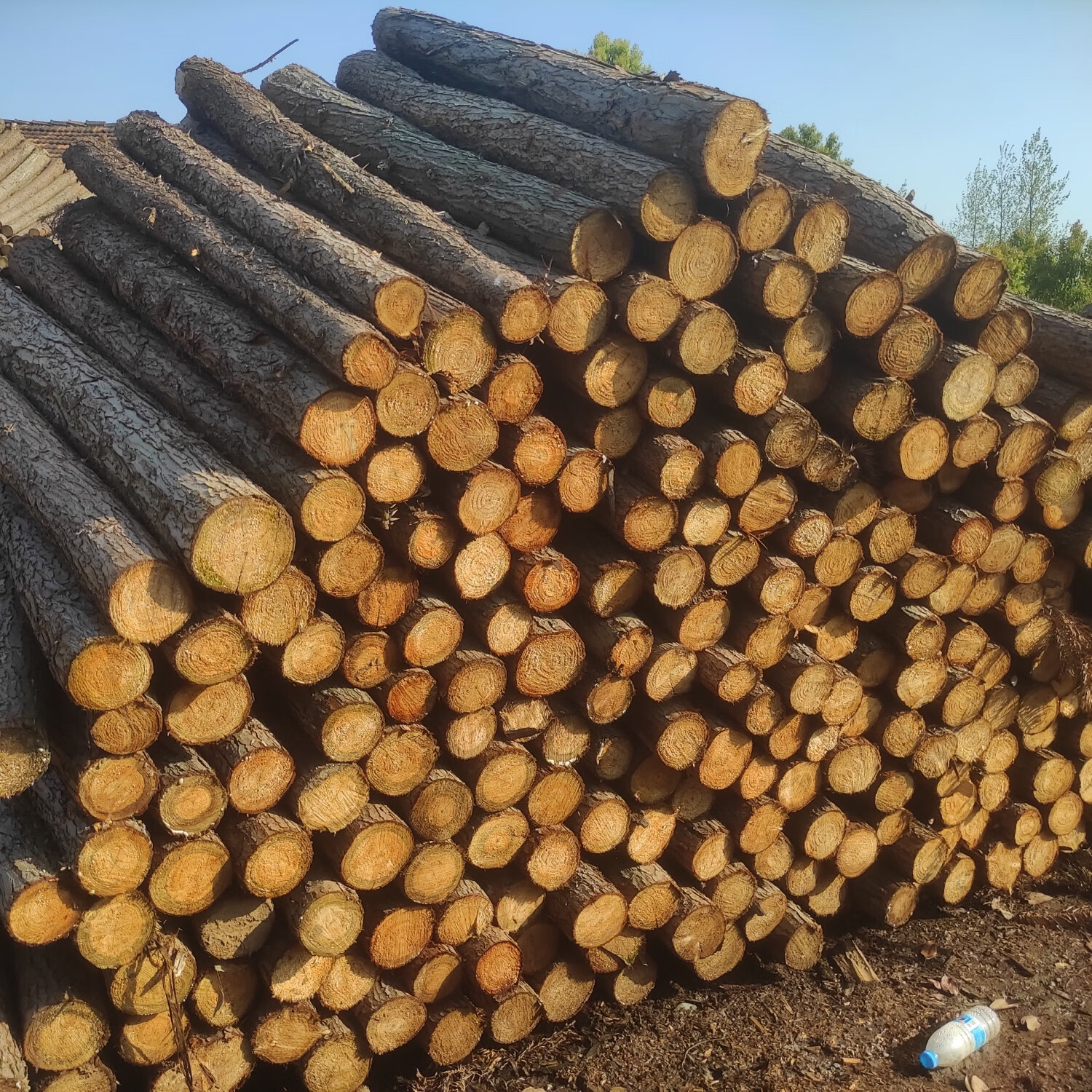 杉木松木打桩木 河道打桩 支撑杆 绿化杆 园林绿化 檩条 原木