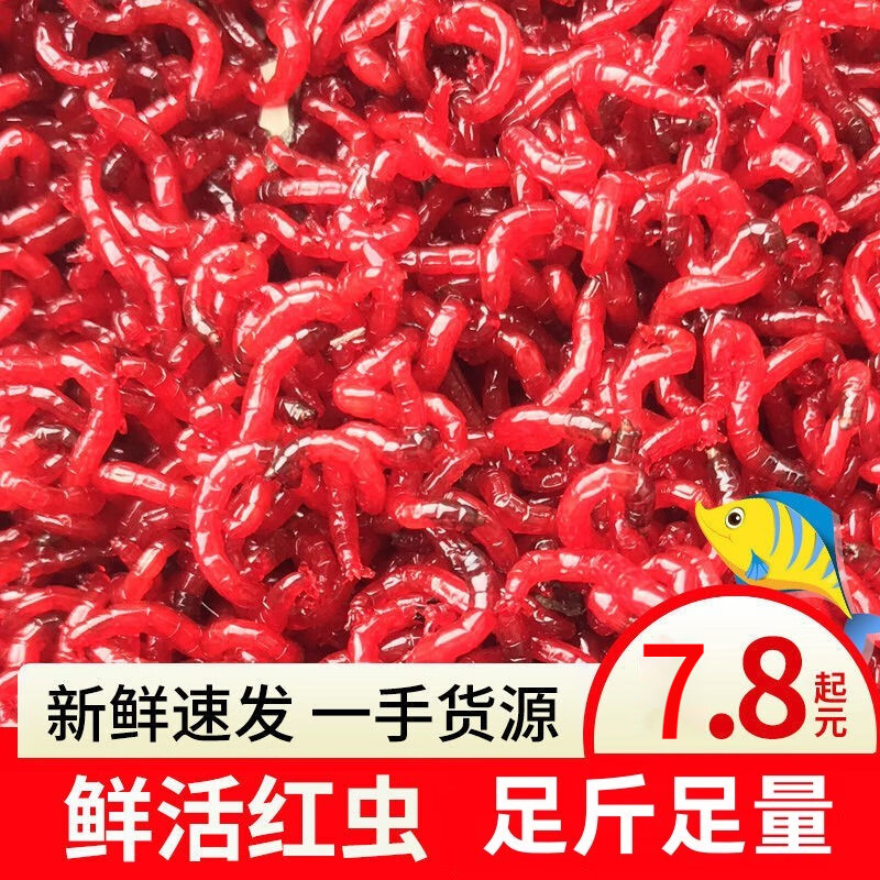 养博士鲜活红虫公虫活体活饵喂鱼饵拉饵鲫鱼野钓饵料钓鱼天津红虫