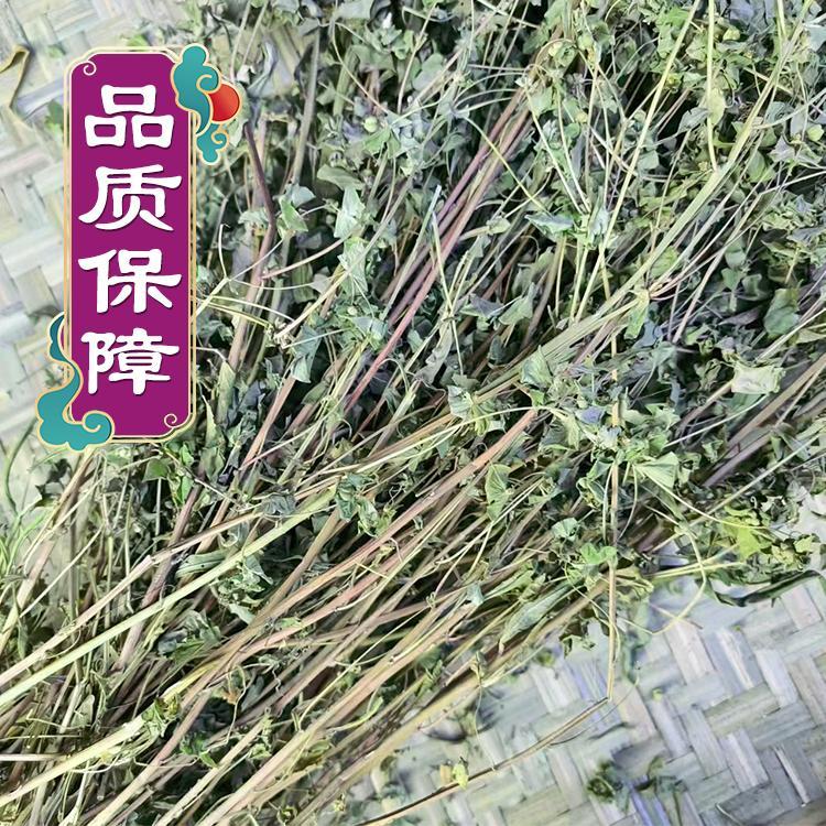 北京同仁堂正宗细叶猫眼草马虎眼乳浆大戟干品中草药整棵带根新货 整