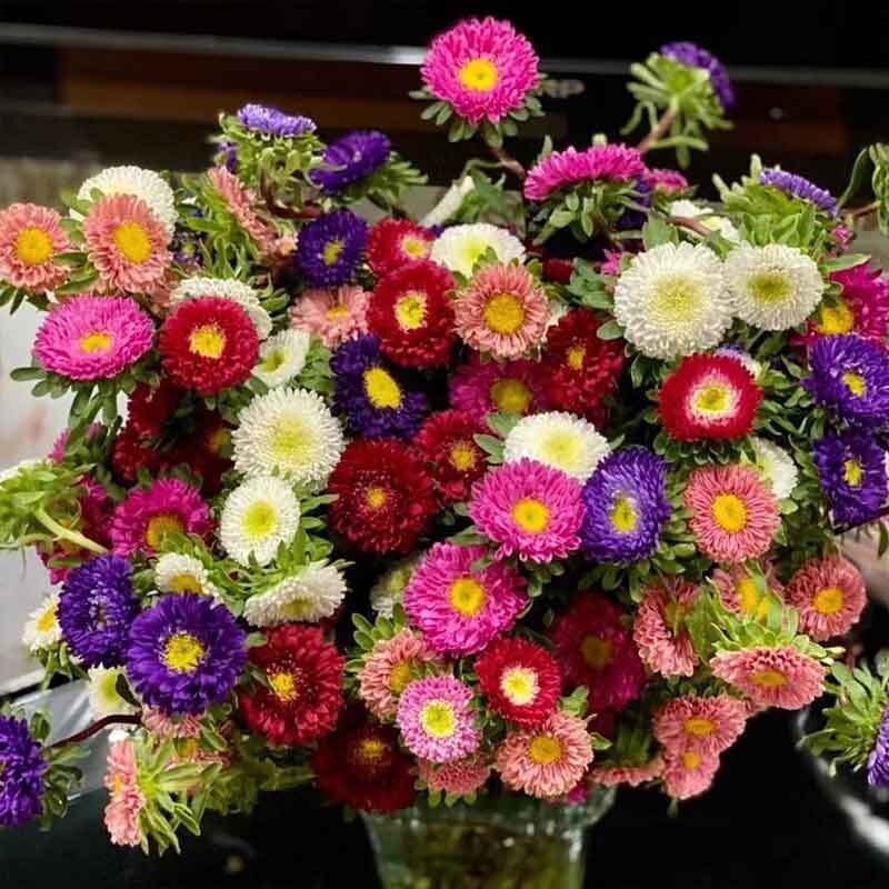 卓天(zhuotian)混色彩虹糖果菊花种子翠菊种子籽好养易活四季播种开花