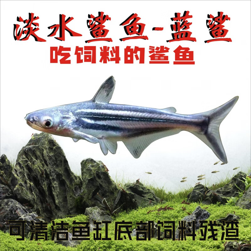 蓝鲨观赏鱼热带鱼淡水鲨鱼龙鱼配鱼宠物鱼好养大型鱼活体白化鲨鱼