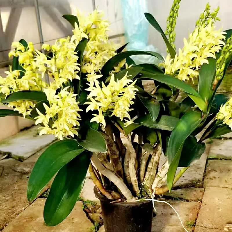 澳洲大明石斛进口名贵黄花大明石斛兰盆栽绿植室内外观赏移植 进口