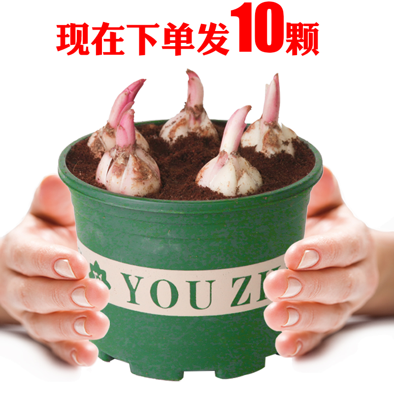 仟草集香水百合花种球带芽四季花卉种子室内重瓣绿植盆栽花苗大种球 混色10棵不含盆 周长12cm+使用感如何?