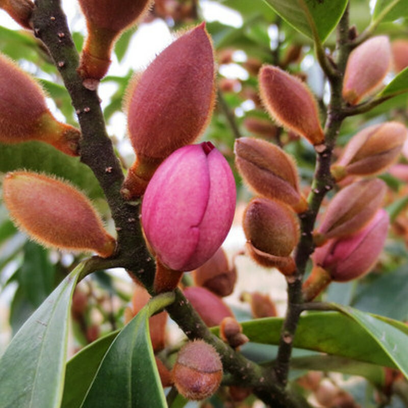 新品红花含笑花苗 5年大苗 盆栽室内浓香型四季花卉植物庭院阳台当年