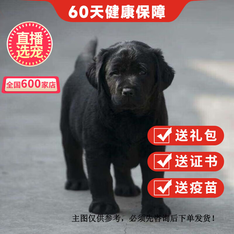 优宠奇派宠物狗狗拉布拉多幼犬活体狗纯种小q导盲犬幼崽 宠物级 黑色