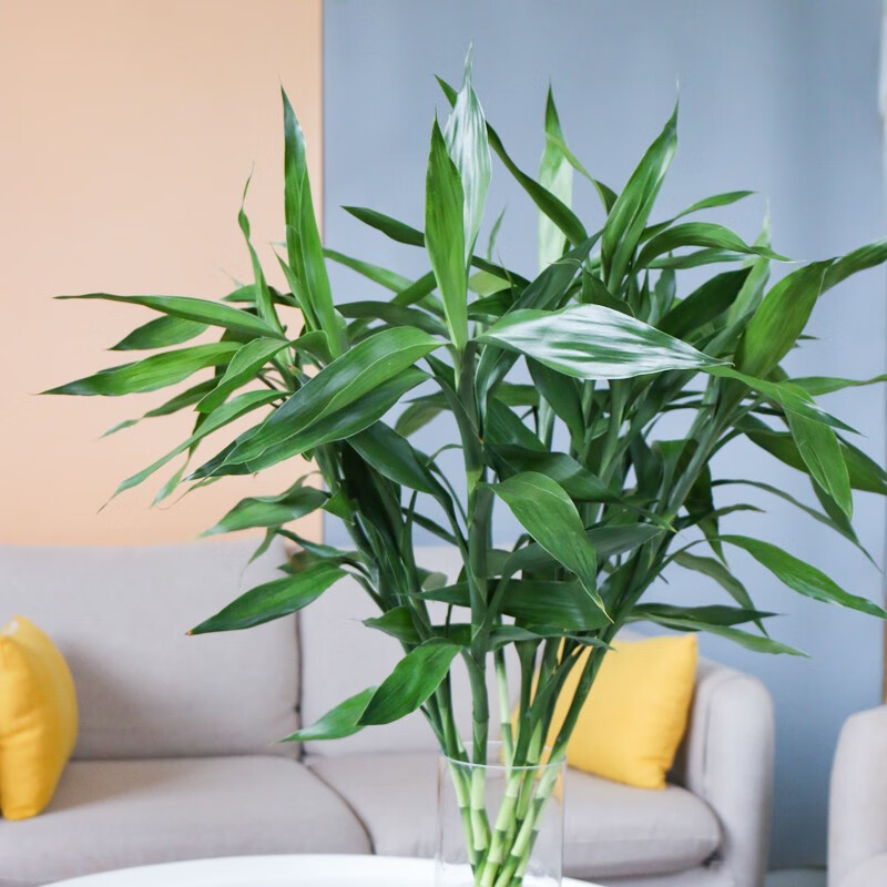 怎么查鲜花速递京东历史价格|鲜花速递价格比较