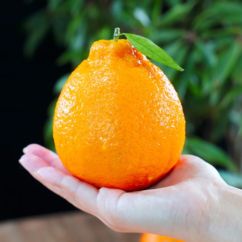 高凉州储良村 四川蒲江不知火丑橘 (带箱9斤) 净重8斤优选大果