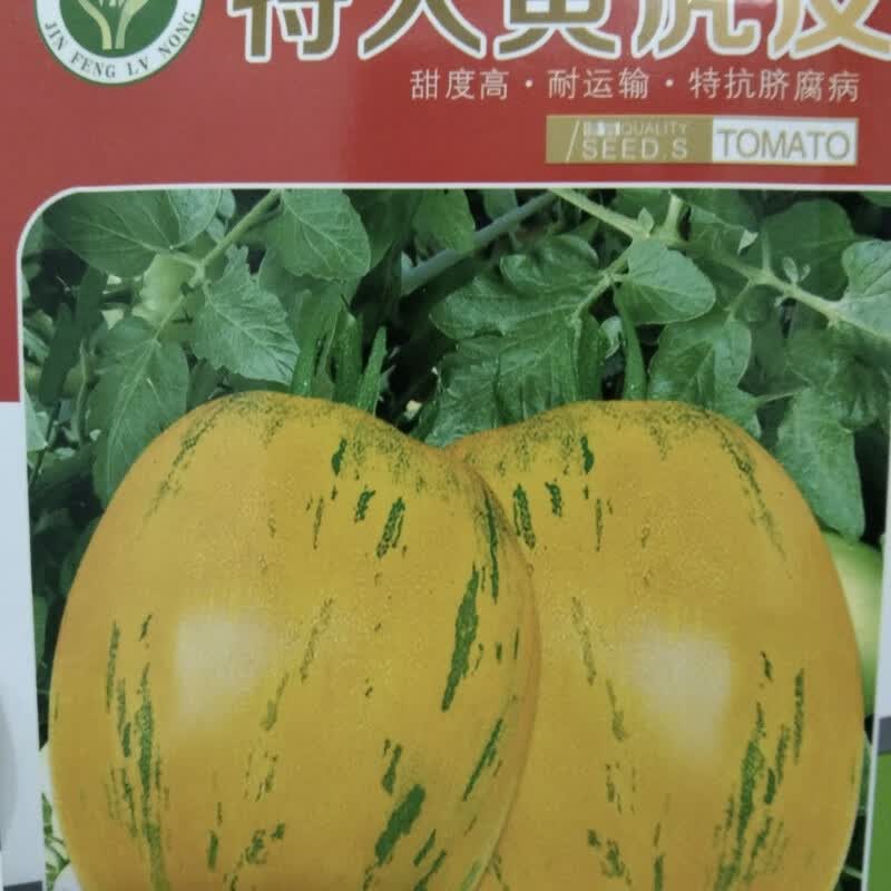黄虎皮柿子番茄种子杂交种甜面起沙抗病东北老品种 特大黄虎皮种子100