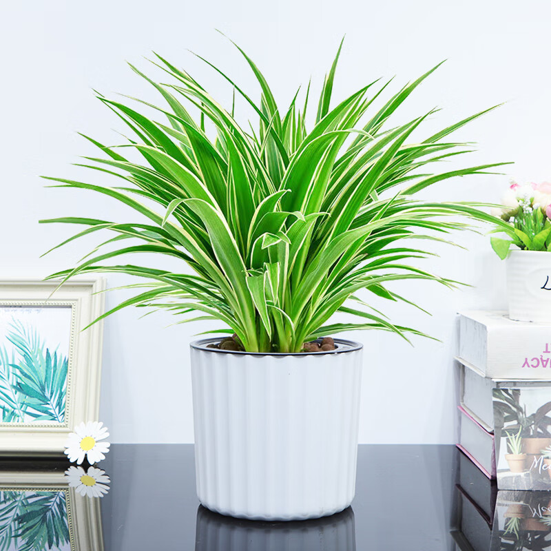 格調(diào)生活金邊吊蘭垂吊植物盆栽花卉室內(nèi)水培好養(yǎng)凈化空氣四季常青 大號(hào)金邊吊蘭（大豎紋白吸水盆） 含盆