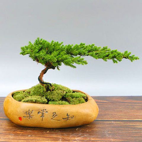 一帆风顺[不含盆] 不含盆