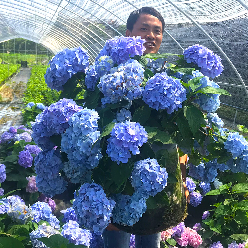 绣球花苗当年开花盆栽地栽植物绣球苗紫阳花八仙花洋绣球 无尽夏  3年苗