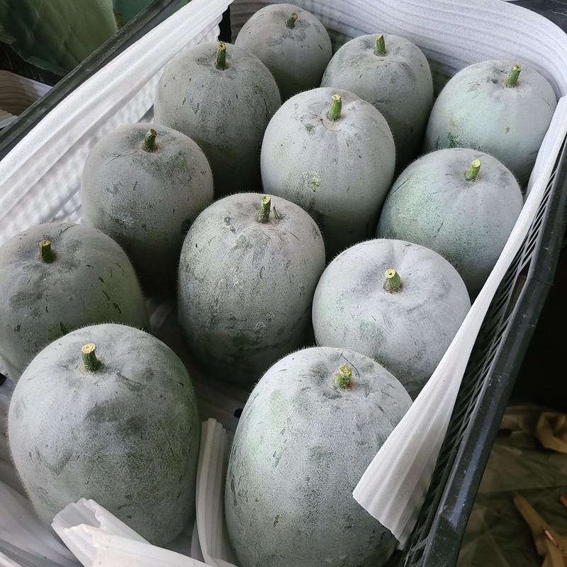 美果汇云南小冬瓜现摘现发新鲜迷你挂霜冬瓜蔬菜 4-5斤装