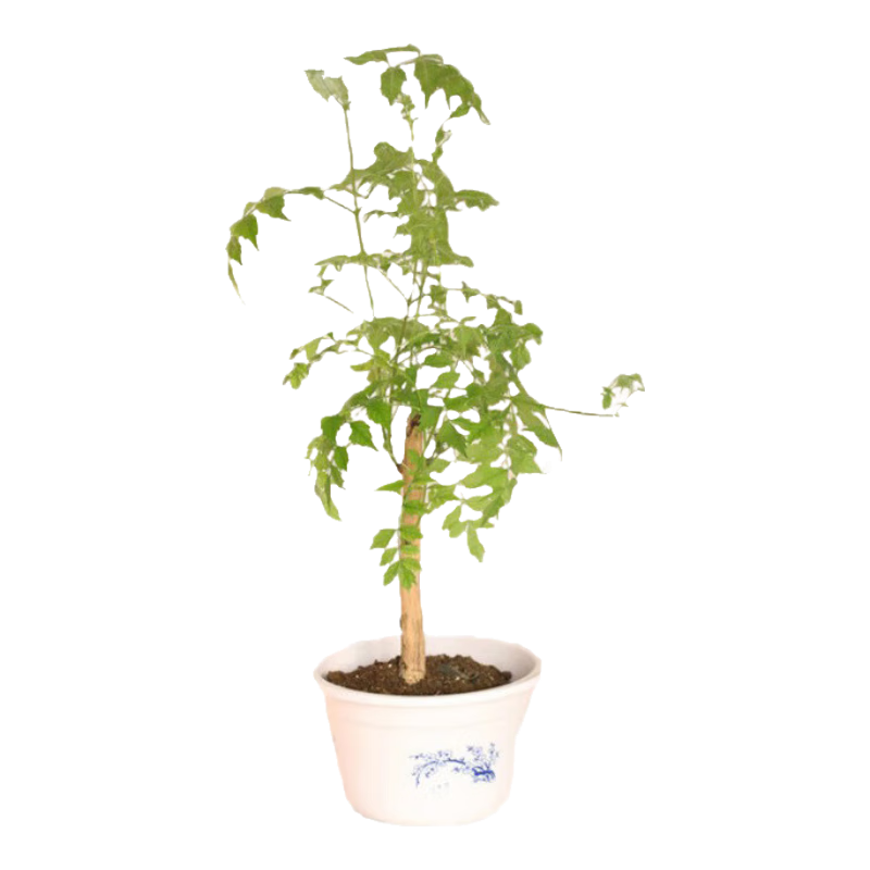 鼎曳耐寒凌霄花苗盆栽地栽樹苗花卉老樁爬藤植物高桿美國凌霄炮仗花 凌霄花3公分粗 原土球發(fā)貨