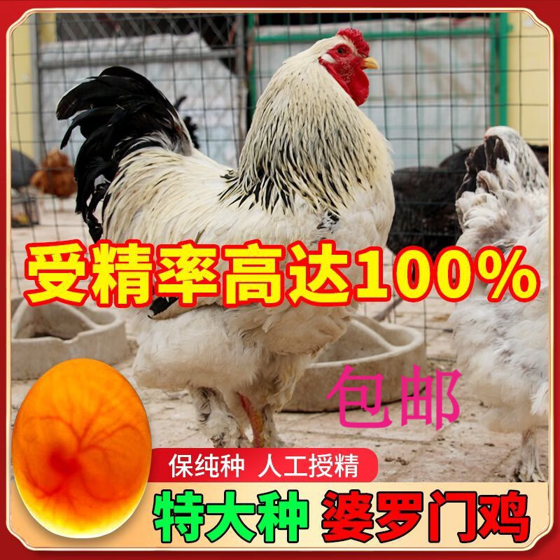 纯种婆罗门鸡苗下高产蛋种蛋可孵化受精蛋巨型正宗梵天鸡宠物观赏