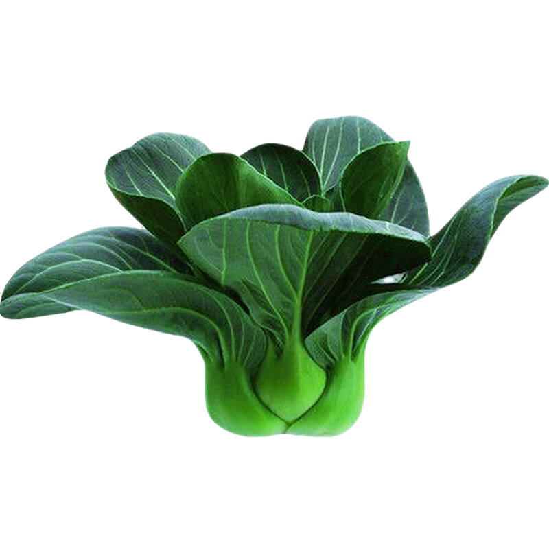 長耕上海青菜種子大全黑葉蘇州青油菜籽種春秋四季蔬菜種孑四月慢青菜 太湖青菜40克