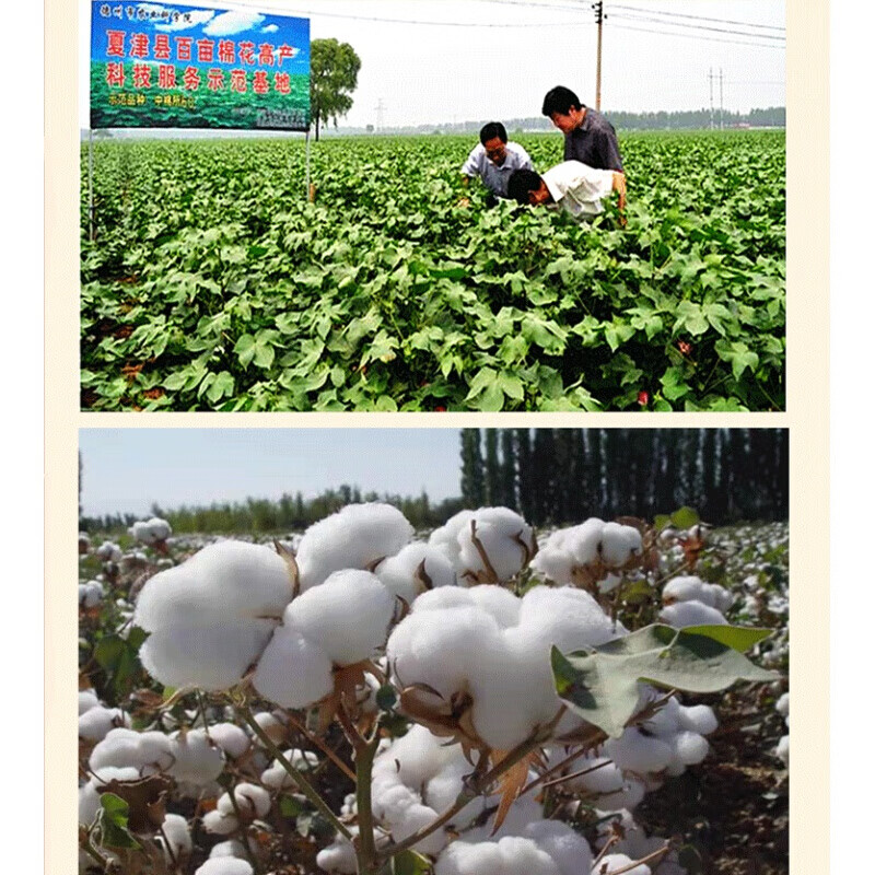 寒宁棉籽油散装棉花籽油精炼棉油卫生油山东食用油家乡味油炸48斤