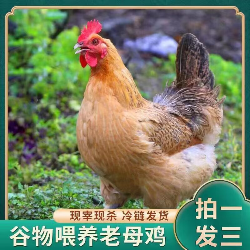 京东鸡肉史低查询|鸡肉价格比较