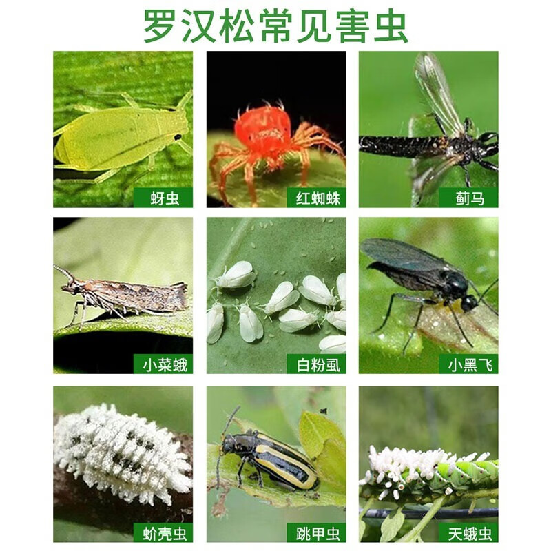 罗汉松杀虫剂新叶蚜白粉黑斑病腐根蚧壳腻虫菌干黄叶枯枝红蜘蛛 1瓶