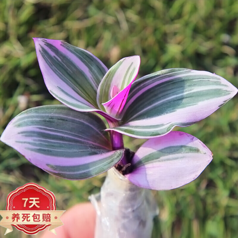 听雪楼   吊兰锦盆栽办公室绿植肉肉垂吊多肉植物圆叶荷兰z8 1颗油画