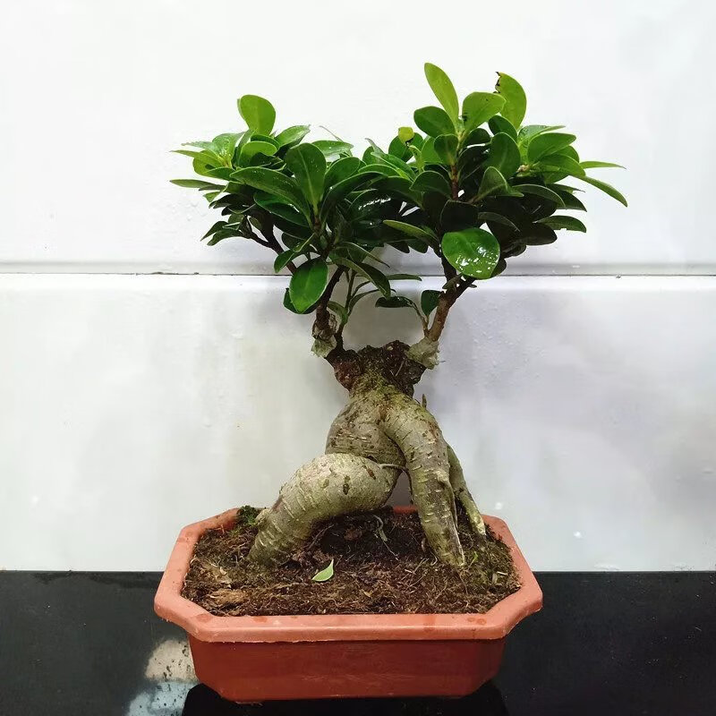昊兰诺人参榕小叶榕四季常青耐寒榕树造型树桩盆景苗室内禅意 方盆粗