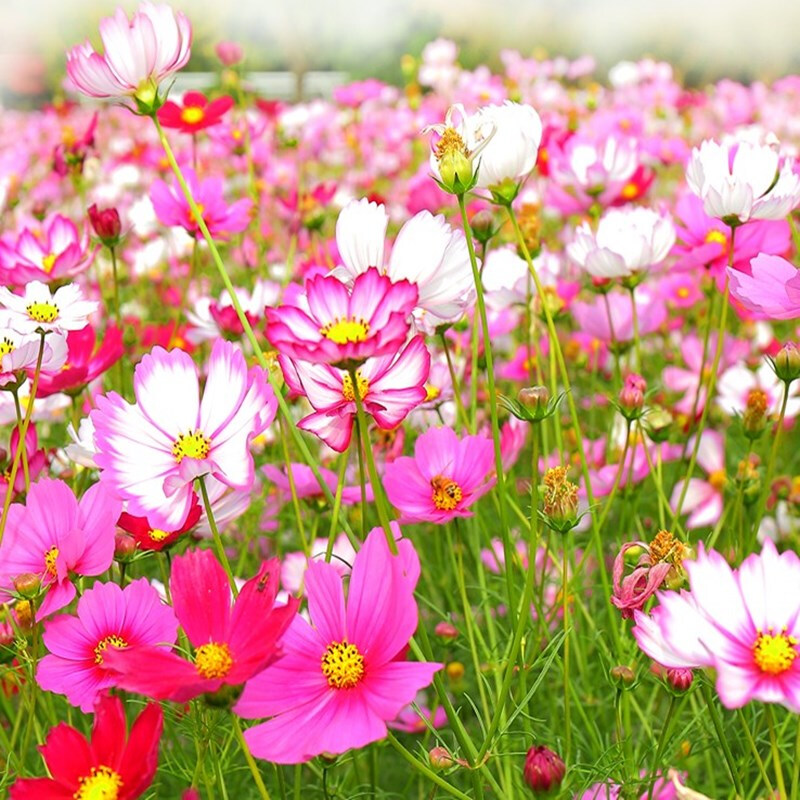 耐寒多年生花卉庭院道路景观花期长易种活花海花籽 格桑花高杆混色 1