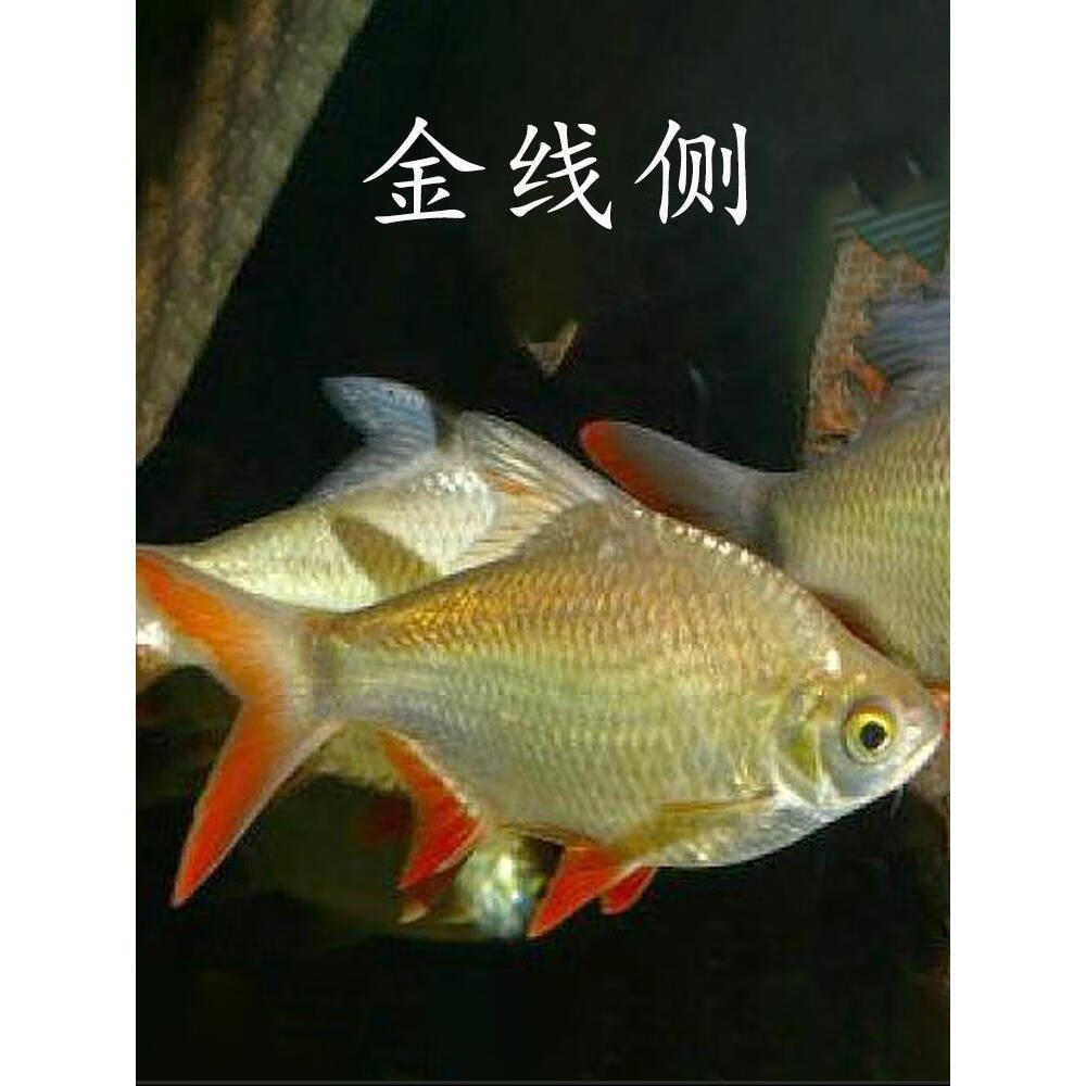 热带观赏鱼金凤银凤鱼活体双线侧鱼泰国鲫中大型层红银龙配鱼 5-6cm