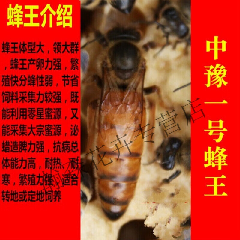 奔新农意蜂王蜜王产卵王 种王新王蜂群(蜂王属于活体不退不换) 金喀王