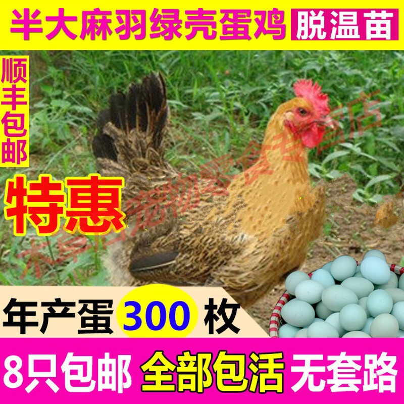 仟芸散养高产麻羽绿壳蛋鸡活体活苗产蛋王鸡苗半大鸡脱温苗年产蛋280