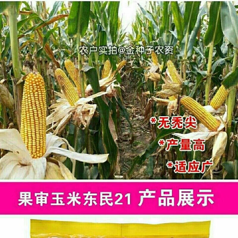 矮大棒/沈玉21大田种植杂交玉米种子基地 高产大穗抗病国审玉米 东民