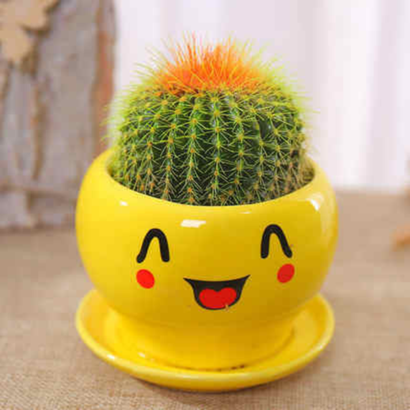 ������칫�����������������ֲ�������ƿ������Ի�����ֲ�����ͺ� ��������򡾿ɰ��� 59Ԫ��5��(��11.8Ԫ/��)