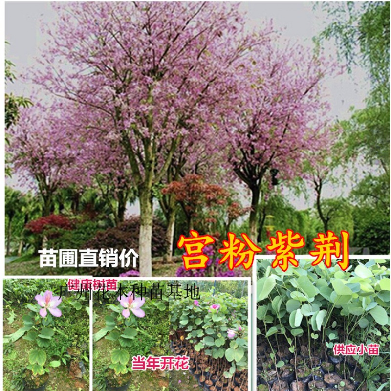 花姬广东樱花 宫粉紫荆树苗 紫荆花苗 庭院观赏植物 公园绿化风景树木