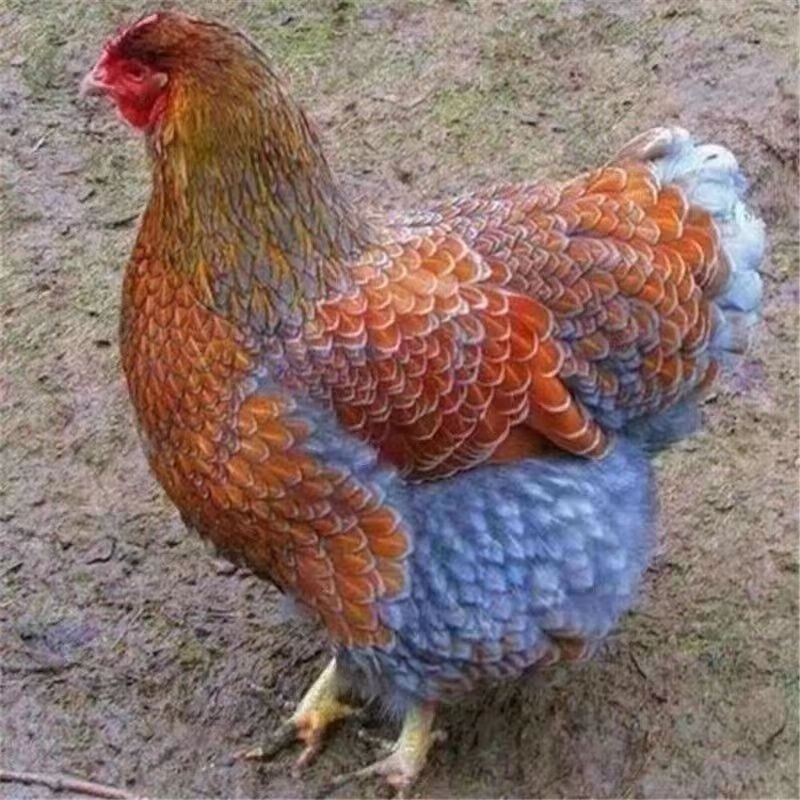 鱼鳞鸡活怀恩紫怀鸡鸡活怀特鸡观赏鸡公鸡母出壳包活 3-4天买8只 2只