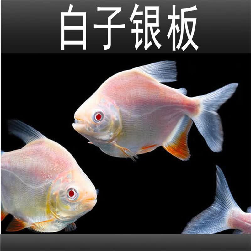 包损活体黑桃a银板虎纹银板龙鱼粗线银板鱼活体白子银板黑桃a银板虎纹